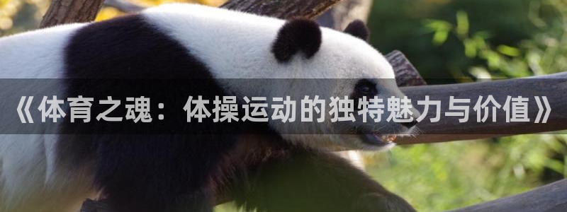 3377体育是哪的：《体育之魂：体操
